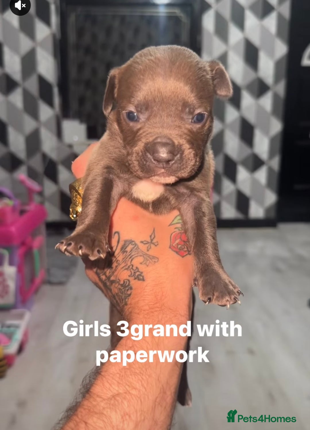 Mixed Breed dogs for sale: Beautiful 5 girls & 2 boys  - Image 7