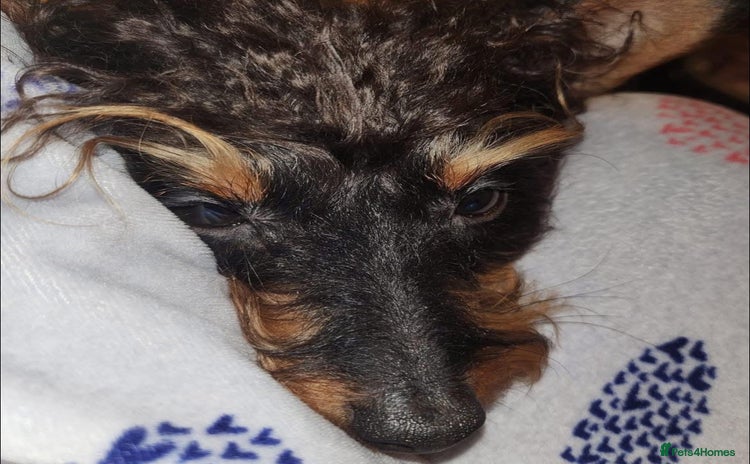 Mixed Breed dogs - Advert 14