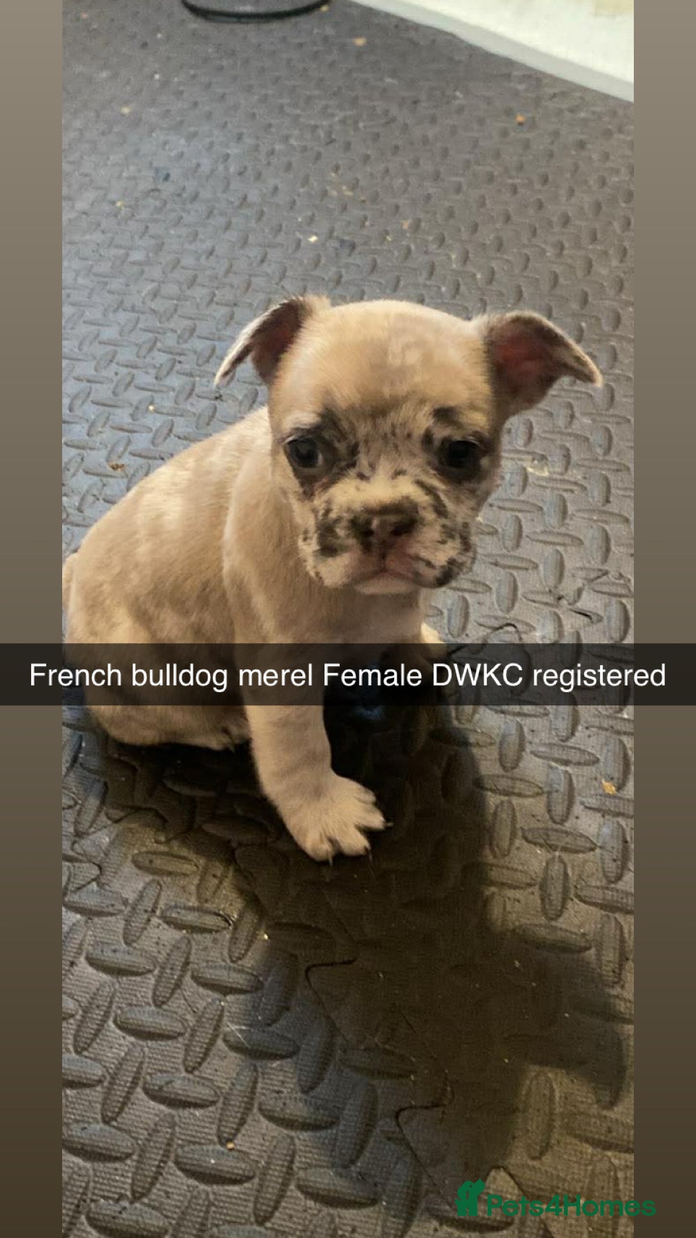 French Bulldog dogs 🐾 DWKC Registered French Bulldog Puppies  - Advert 1