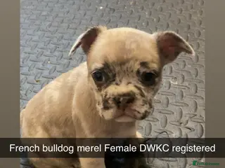 French Bulldog dogs 🐾 DWKC Registered French Bulldog Puppies - Advert 1