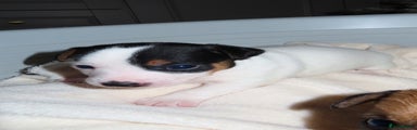 Jack Russell Puppy 2