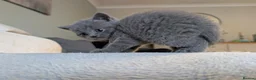 British Shorthair cats for sale: ❤️❤️Stunning GCCF Beautiful BSH kittens ❤️❤️  - Advert 19