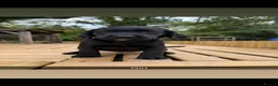 Springador dogs for sale: Springador pups 3 boys 5 girls available  - Advert 9