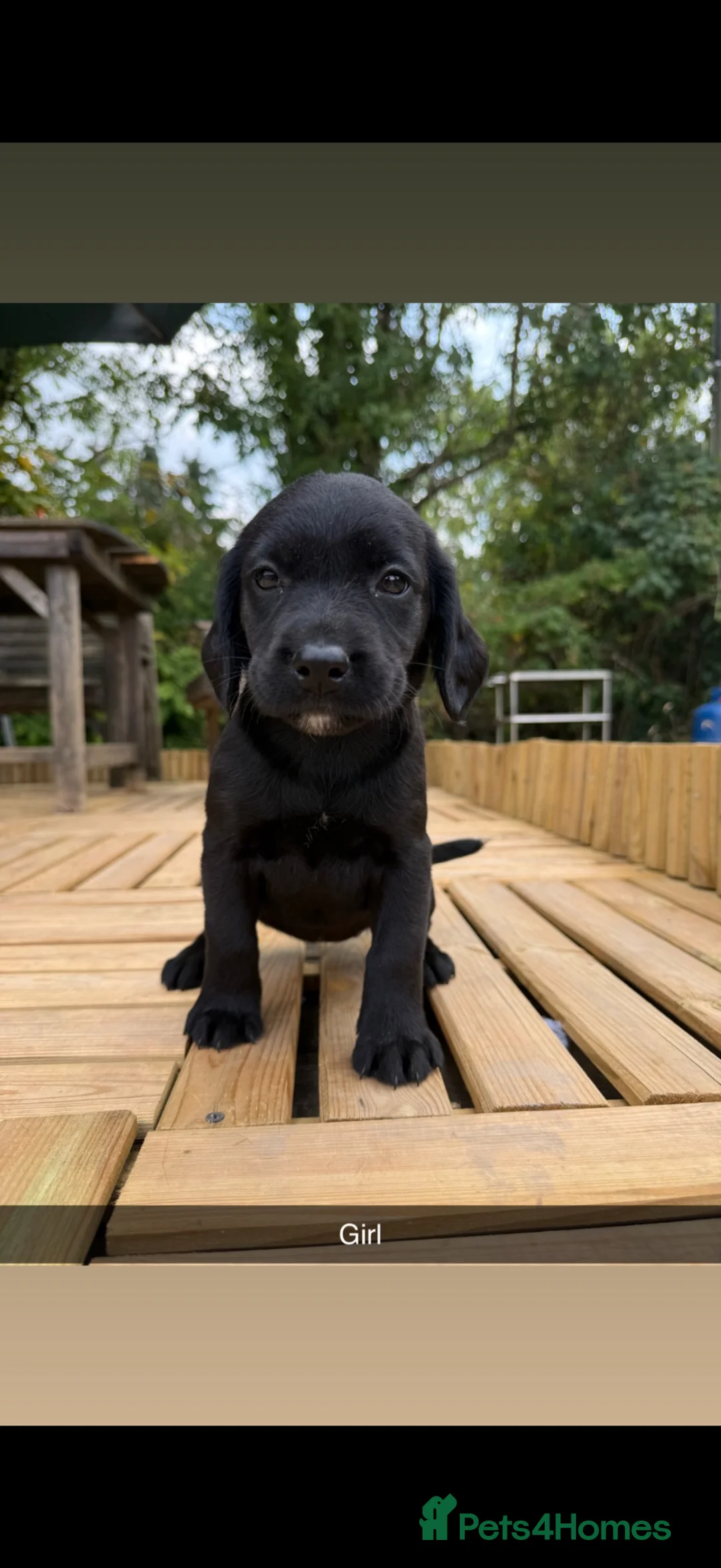 Springador dogs for sale: Springador pups 3 boys 5 girls available  - Advert 9