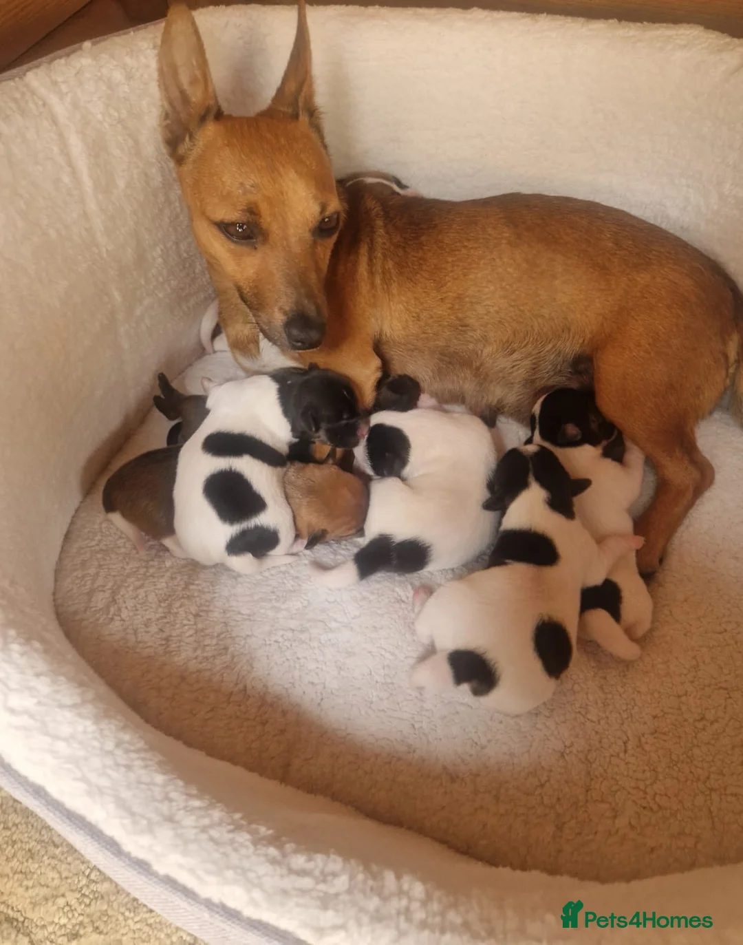 Jack Russell dogs for sale: Beautiful jack Russell puppy’s  - Advert 1