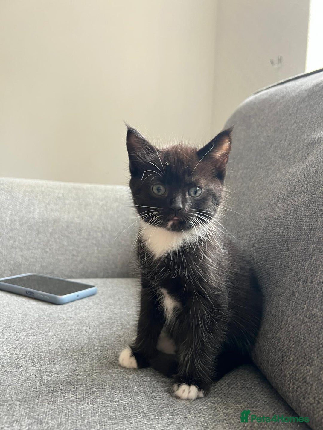 Maine Coon cats for sale: Little Half Main Coons - Advert 36