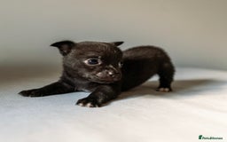 Chihuahua dogs for sale: Micro Chihuahua Puppies - Exceptional Lines - Image 14