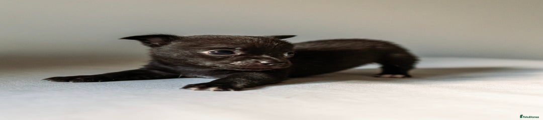 Black Pied Girl
