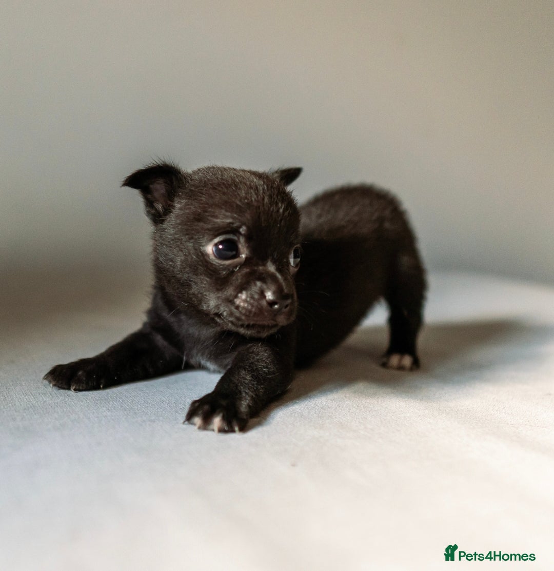 Chihuahua dogs for sale: Micro Chihuahua Puppies - Exceptional Lines - Image 14