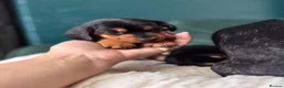 Miniature Dachshund dogs for sale: 2 KC registered miniature dachshund puppies - Advert 9
