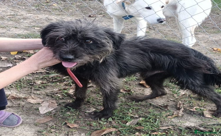 Mixed Breed dogs ROCKY – Gentle, Resilient & Ready for Love 🐾 - Advert 1