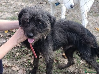 Mixed Breed dogs ROCKY โ Gentle, Resilient & Ready for Love ๐พ - Advert 1