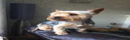 Yorkshire Terrier dogs for stud: For stud in Sunderland - Advert 1