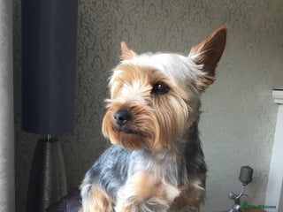 Yorkshire Terrier dogs in Sunderland - Advert 4