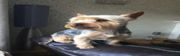 Yorkshire Terrier dogs for stud: For stud in Sunderland - Advert 1