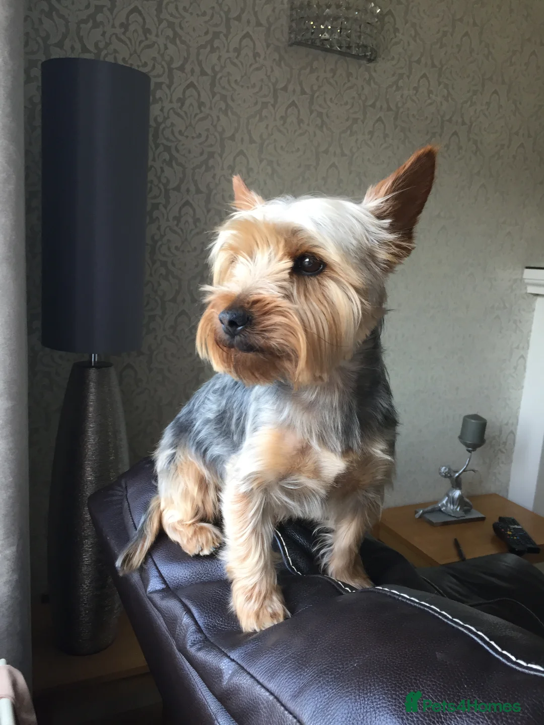 Yorkshire Terrier dogs for stud: For stud in Sunderland - Advert 1