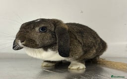 Mini Lop rabbits for sale: Beautiful petal the mini lop - Image 3