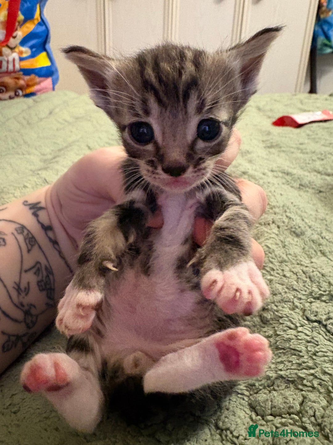 Mixed Breed cats for sale: Beautiful kittens looking for loving homes  - Advert 3