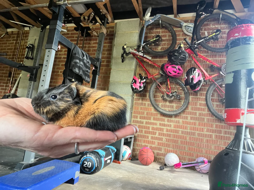 Guinea Pig rodents for sale: 2 Guinea pigs  - Advert 6