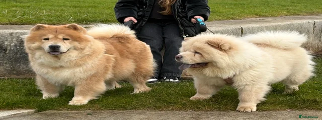 Rosie & jasmine