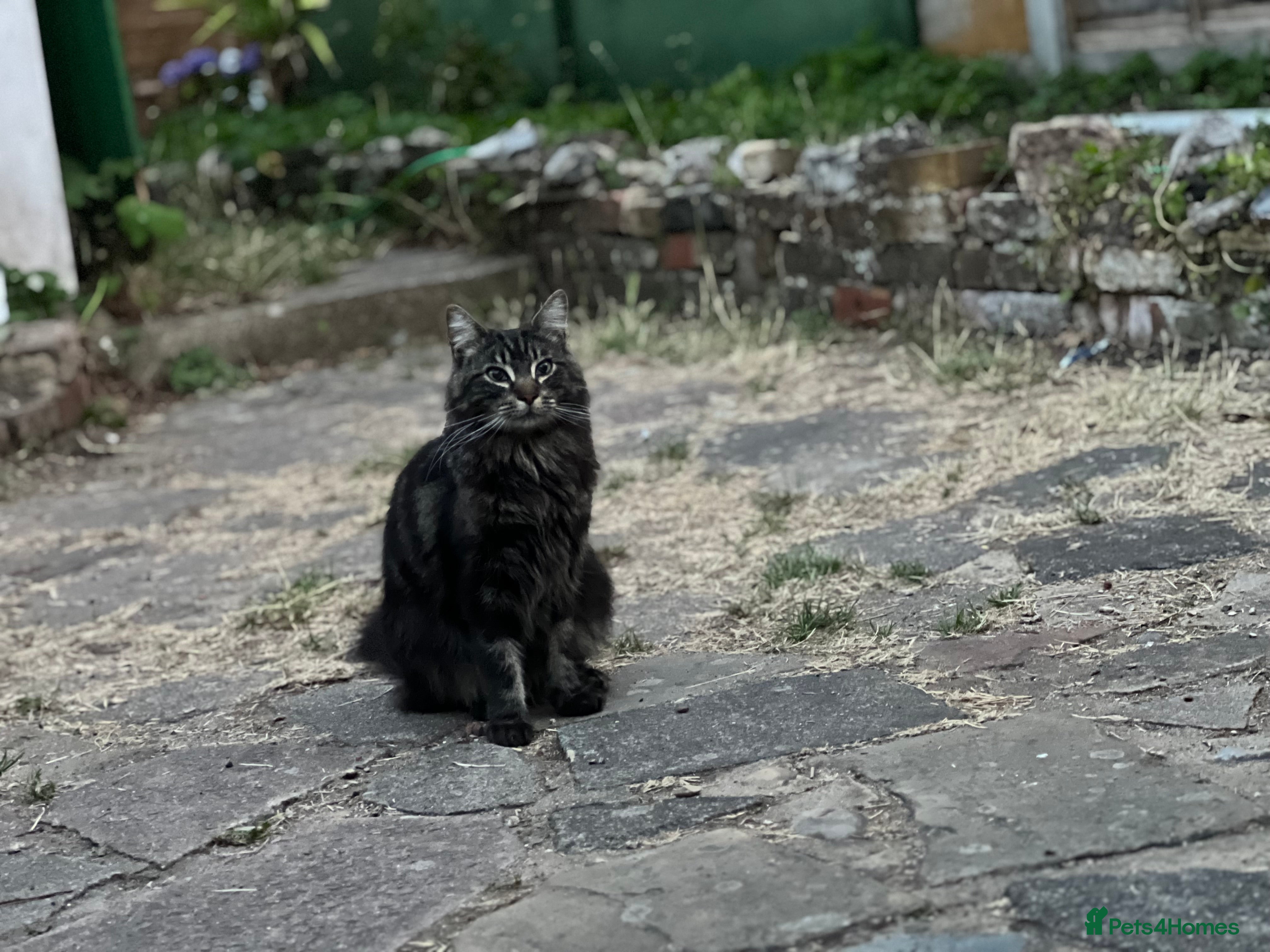 Maine Coon cats Maine Coon - Advert 14