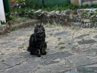 Maine Coon cats Maine Coon - Advert 1