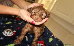Cockapoo dogs for sale: Gorgeous F1B Cockapoo Puppies – Doncaster  - Advert 5