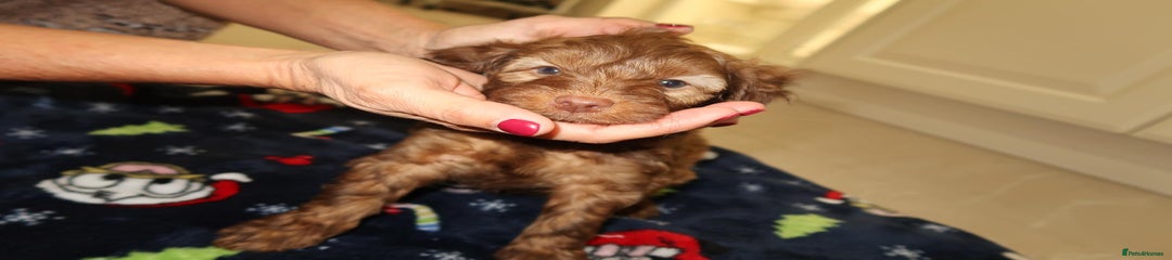 Cockapoo Puppy 3