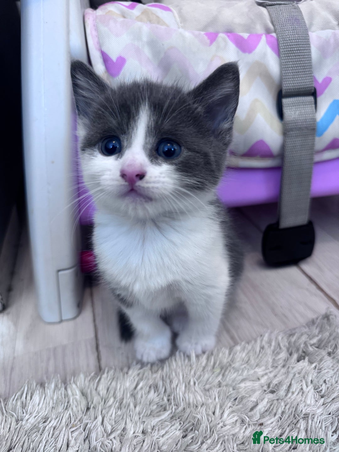 Mixed Breed cats for sale: Beautiful kittens looking new home 🐱🧡 - Advert 22