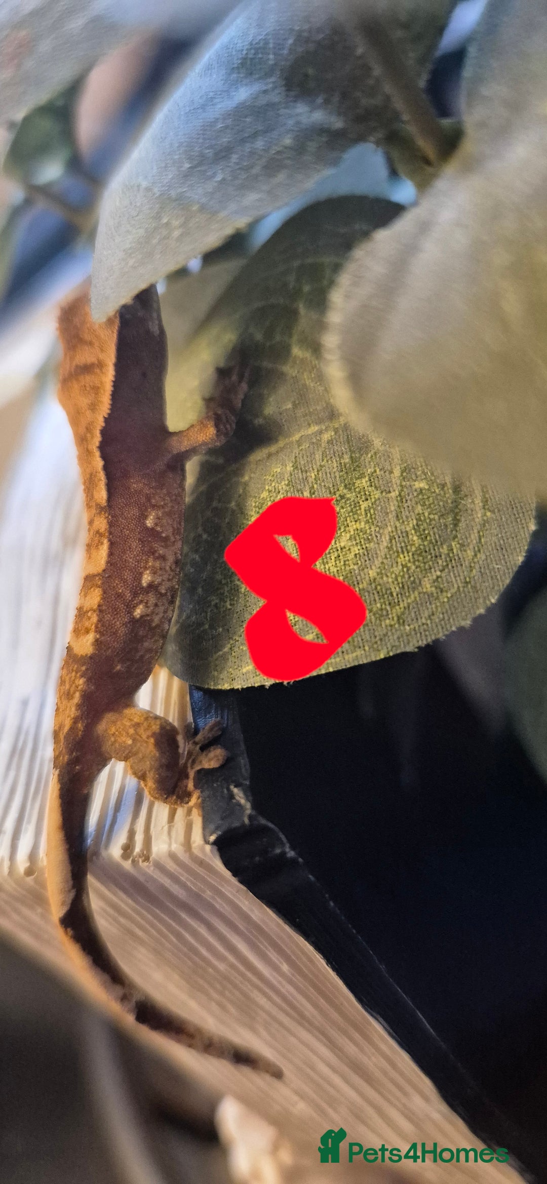 Gecko reptiles for sale: Crested Geckos in Liverpool - Image 14
