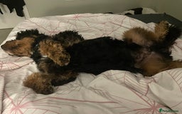 Cavapoo dogs for stud: Cavapoo Male - Image 2