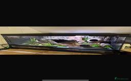 Skink reptiles for sale: Male & Female Pair Red Eye Crocodile Skinks  - Advert 5