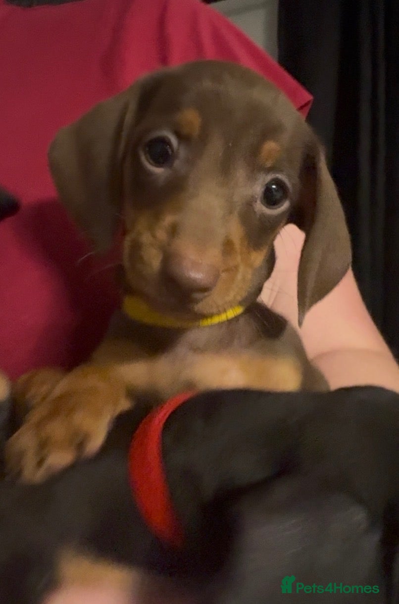 Dachshund dogs for sale: Stunning standard dachshund puppies  - Advert 15
