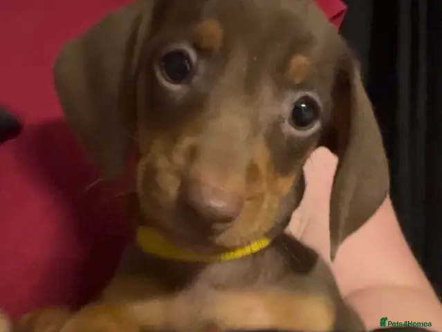 Dachshund dogs for sale: Stunning standard dachshund puppies - Advert 15