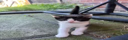 Mixed Breed cats for sale: Beautiful kittens  in Hereford - Advert 6