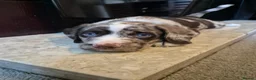 Cockerdor dogs for sale: F1b cockerdors - Advert 22