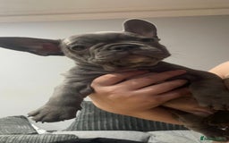 French Bulldog dogs for sale: French Bulldog puppies 10 weeks old - Image 9