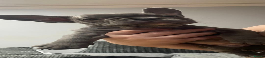 French Bulldog Puppy 4