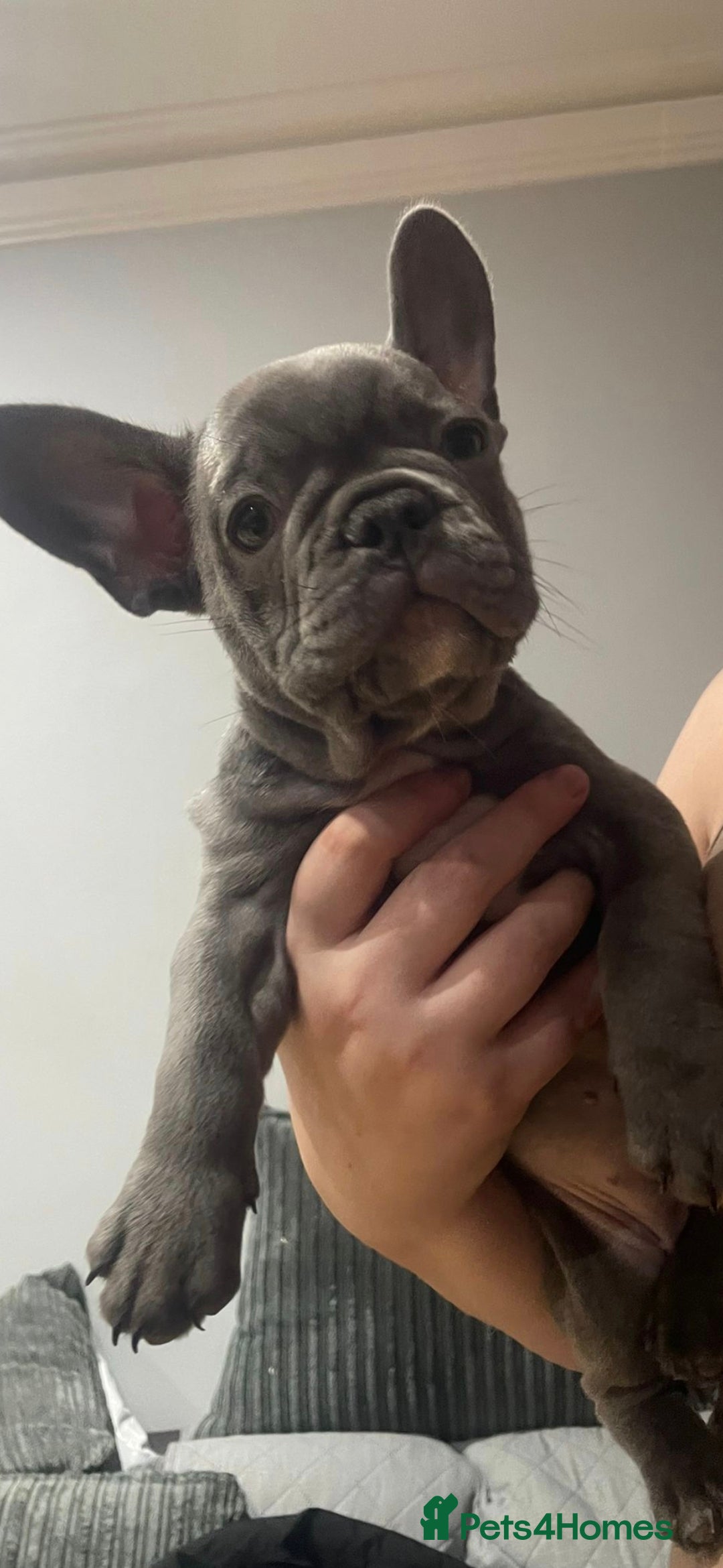 French Bulldog dogs for sale: French Bulldog puppies 10 weeks old - Image 9