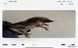 Lurcher dogs for sale: Saluki bull greyhound lurcher puppy’s pups puppies - Image 2