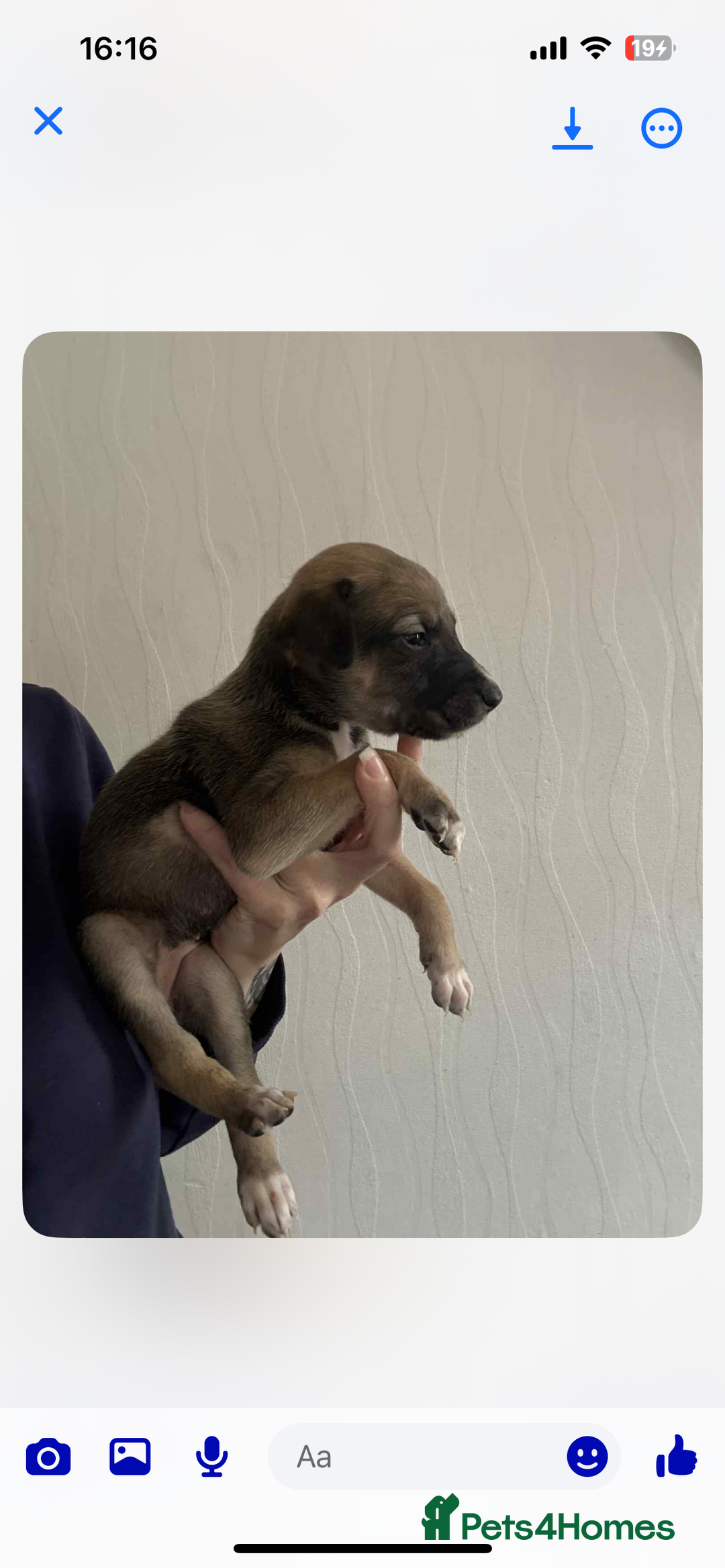Lurcher dogs for sale: Saluki bull greyhound lurcher puppy’s pups puppies - Image 2