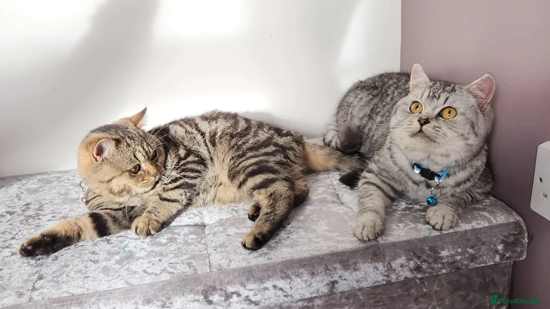 British Shorthair cats for sale: Amazing Quality Pedigree British Shorthair Kittens - Advert 16