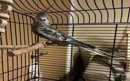 Cockatiels birds for sale: Cockatiel for rehoming  - Image 2