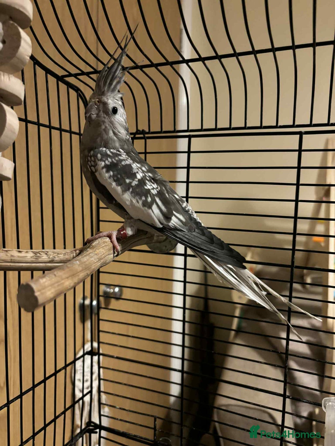 Cockatiels birds for sale: Cockatiel for rehoming  - Image 2