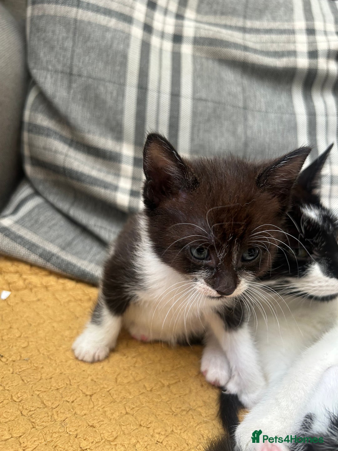 Mixed Breed cats for sale: Female kitten - Image 3
