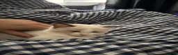Ragdoll cats for sale: Cute Purebred Ragdoll in London - Advert 2