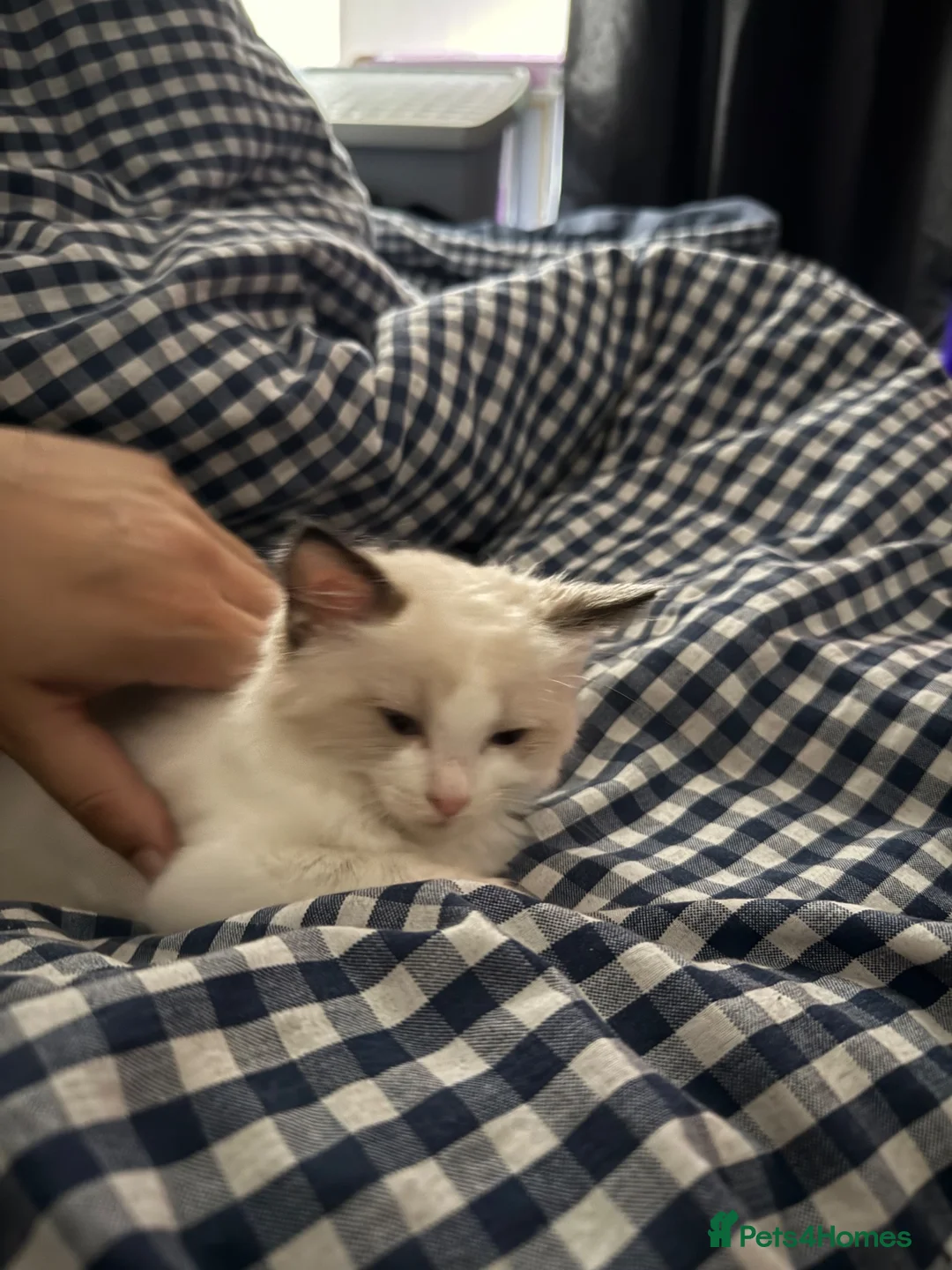Ragdoll cats for sale: Cute Purebred Ragdoll in London - Advert 2