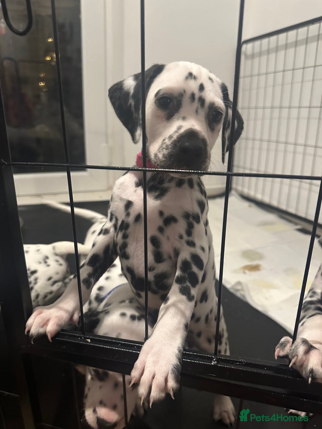 Dalmatian dogs for sale: Dalmatian 1 boy 2 girls  - Advert 1