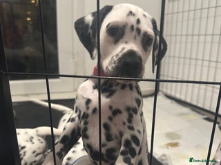 Dalmatian dogs Dalmatian 1 boy 2 girls - Advert 3