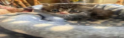 Persian cats for sale: Persian x British short haired  in Canterbury - Advert 6